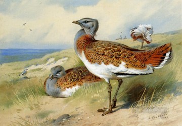 動物 Painting - グレートノガン アーチボルド・ソーバーン鳥
